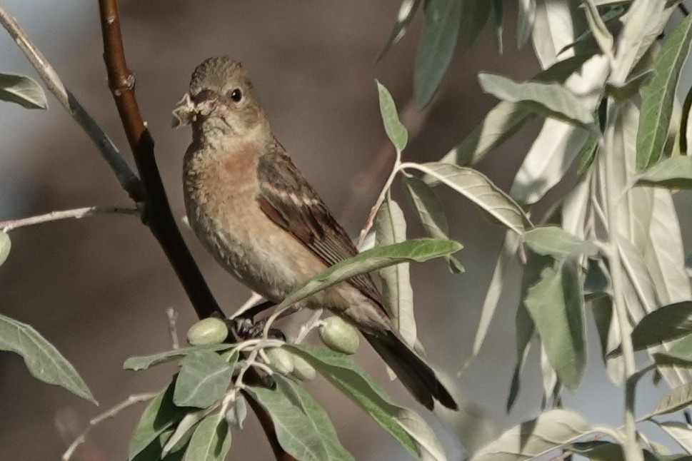 Lazuli Bunting - ML640905691