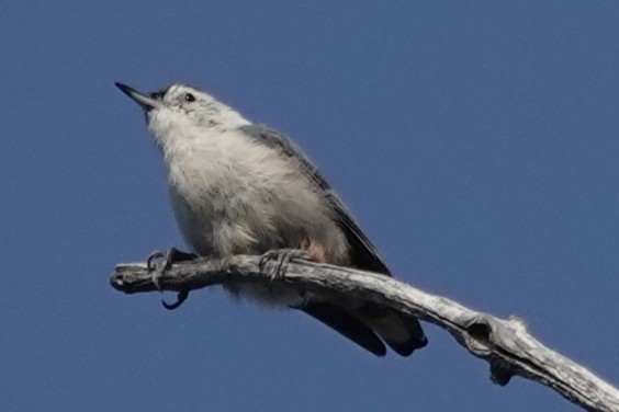 White-breasted Nuthatch - ML640905695