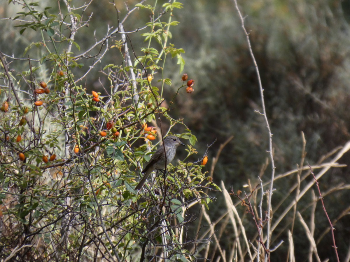 斑鶲 - ML640905696