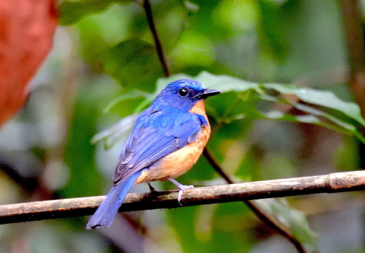 Dayak Blue Flycatcher - ML640905703