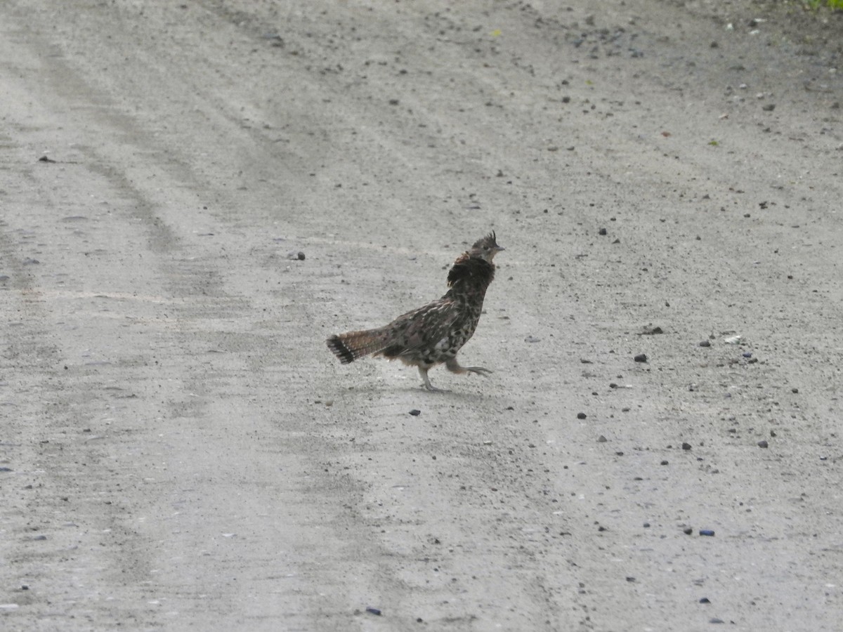 Ruffed Grouse - ML640905708