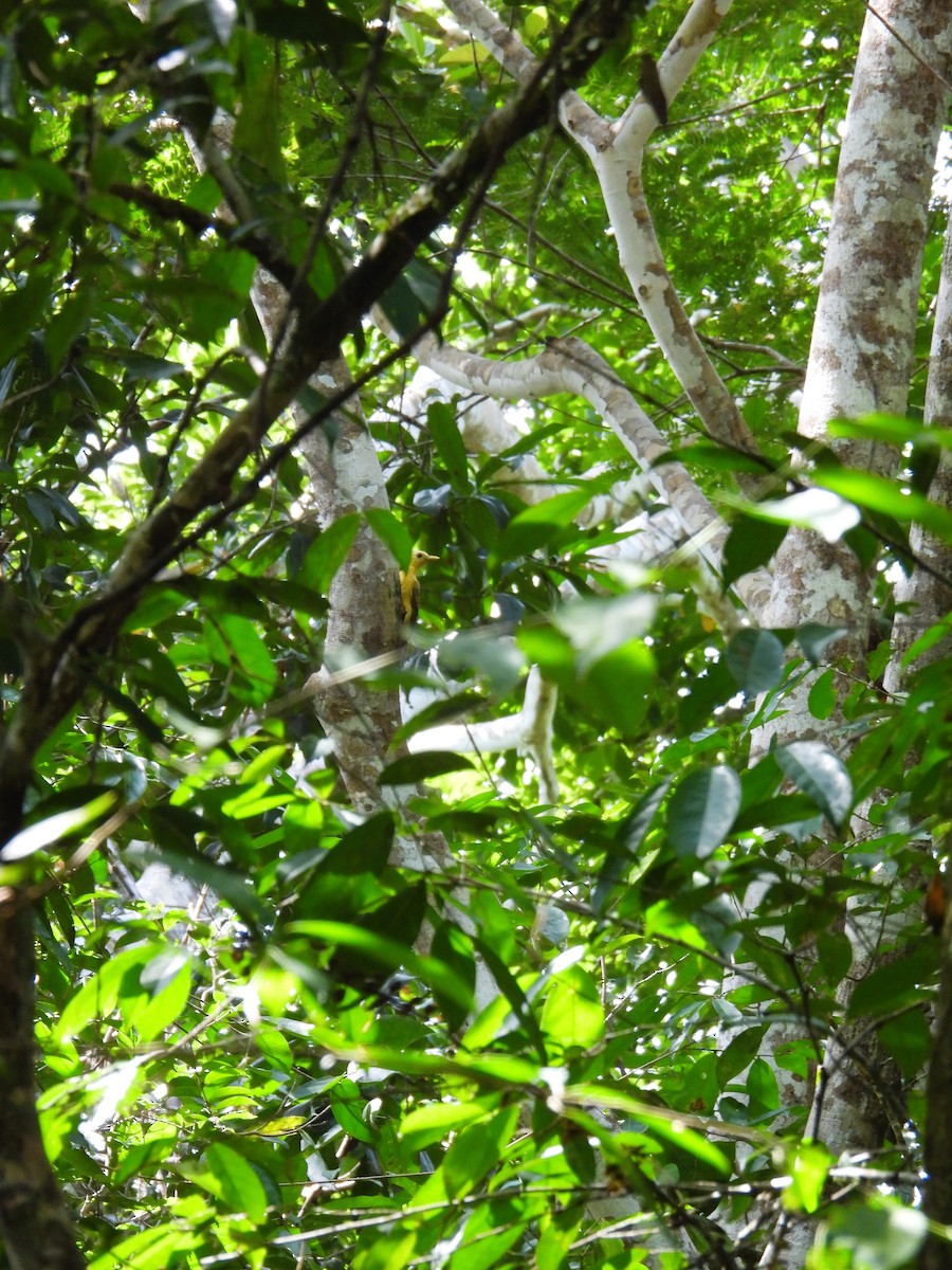 Cream-colored Woodpecker - ML640905831