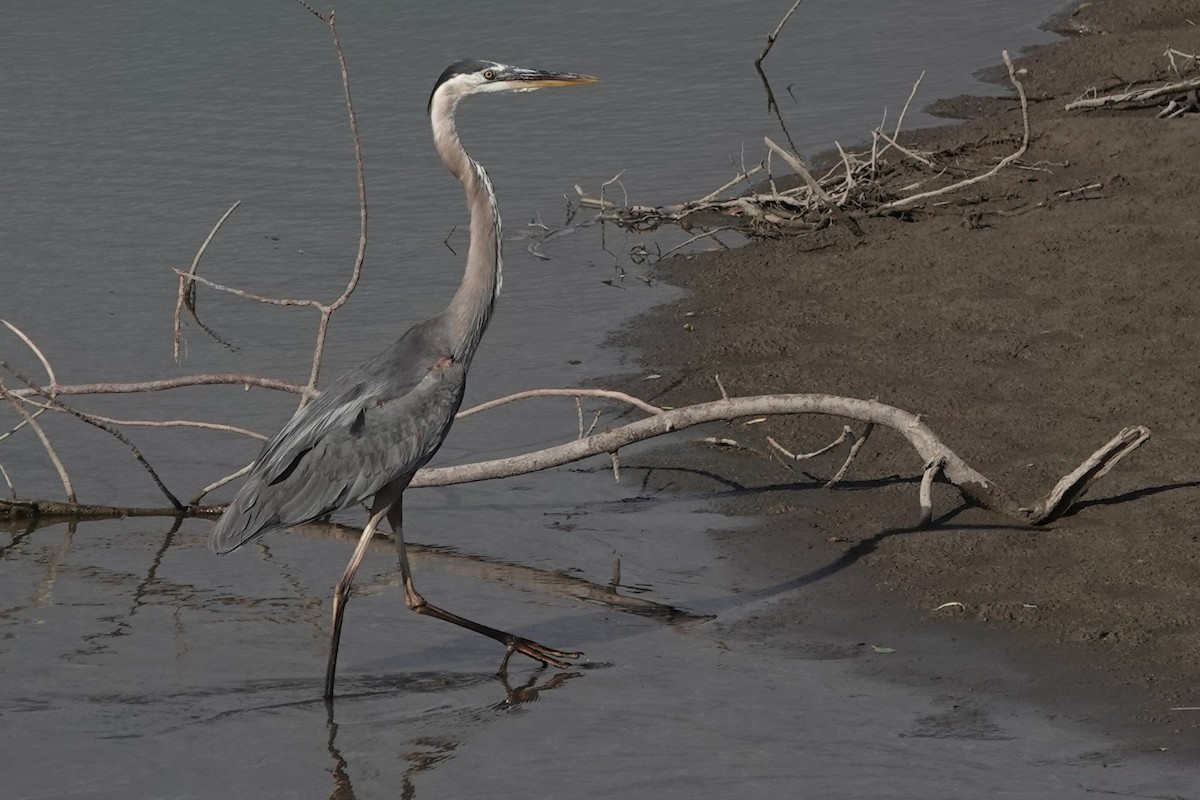 Great Blue Heron - ML640905850