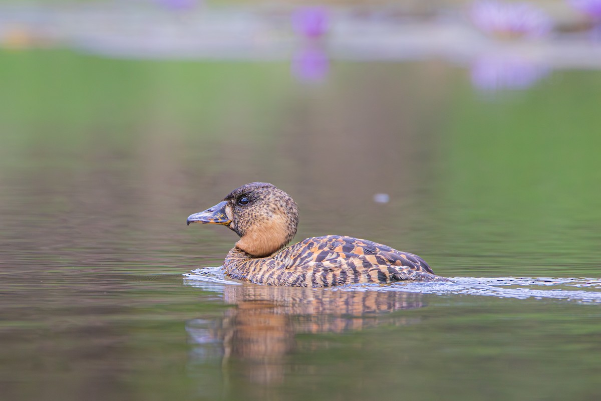 White-backed Duck - ML640905860