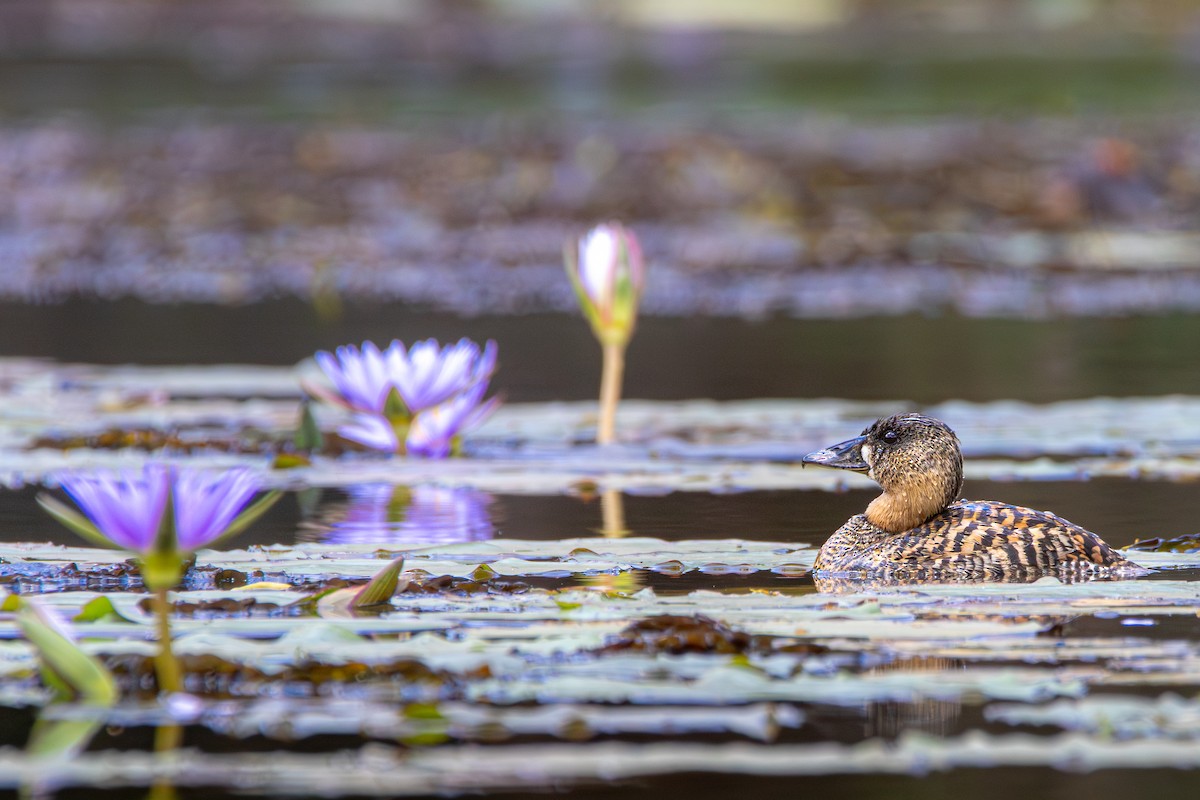 White-backed Duck - ML640905870