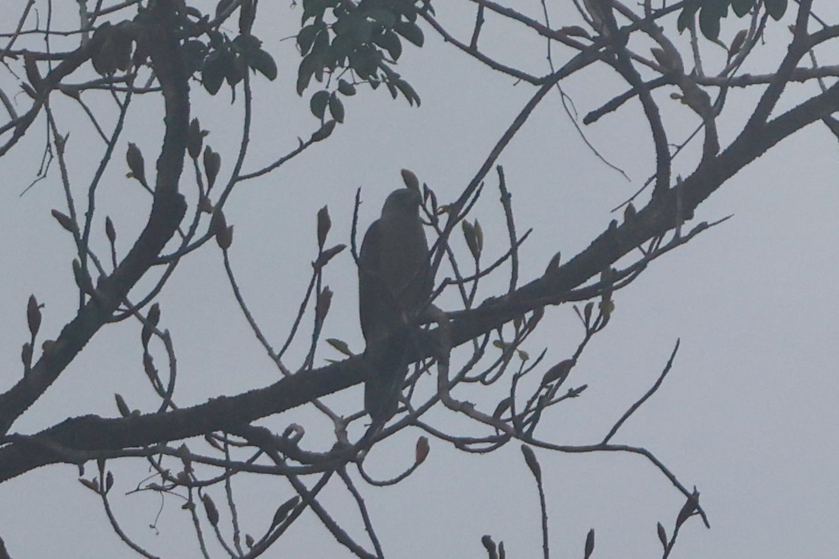 Moluccan Goshawk - ML640905873