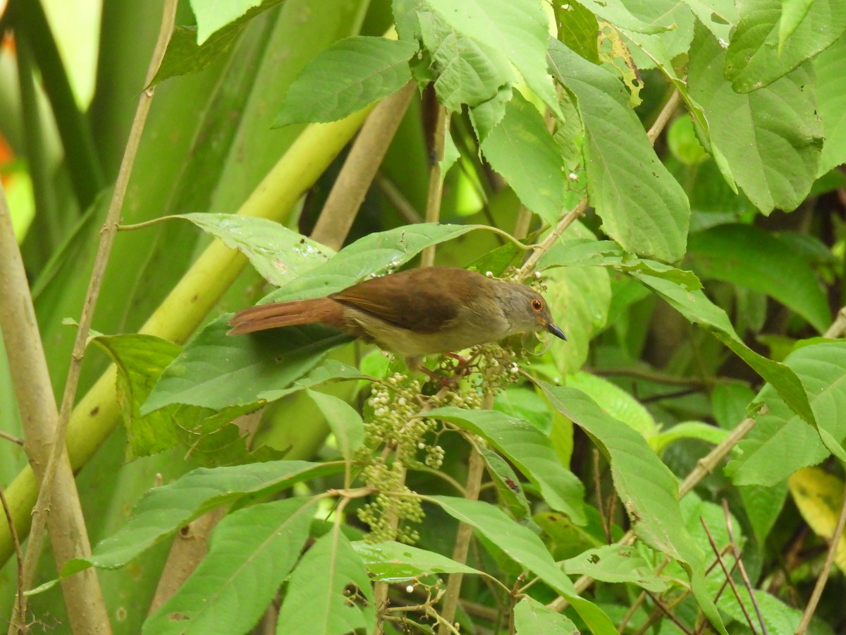 Spectacled Bulbul - ML640905878