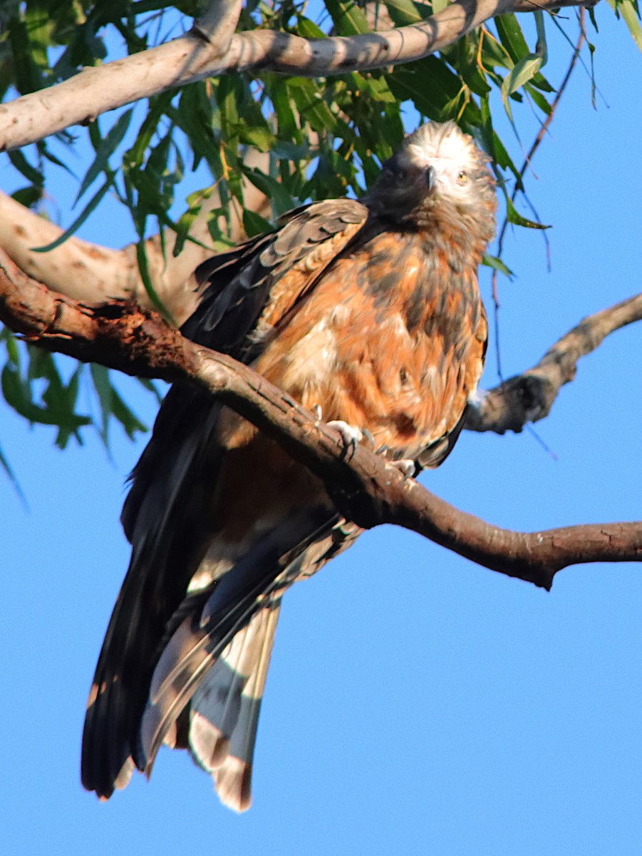 Square-tailed Kite - ML640905882