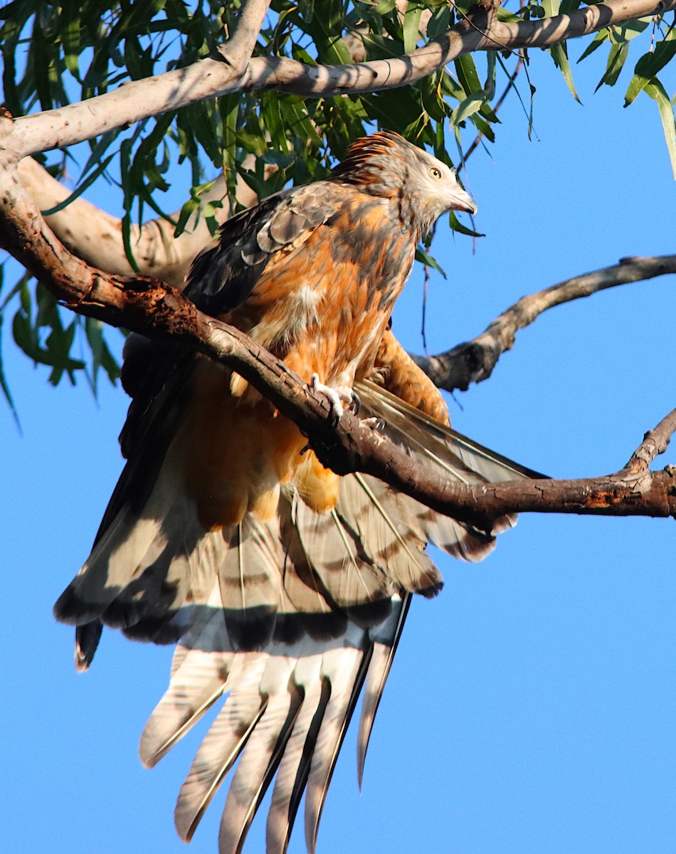 Square-tailed Kite - ML640905883