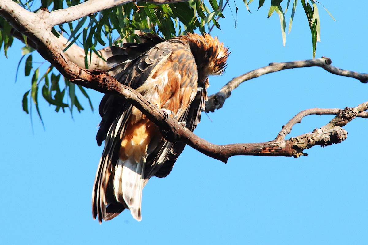 Square-tailed Kite - ML640905885
