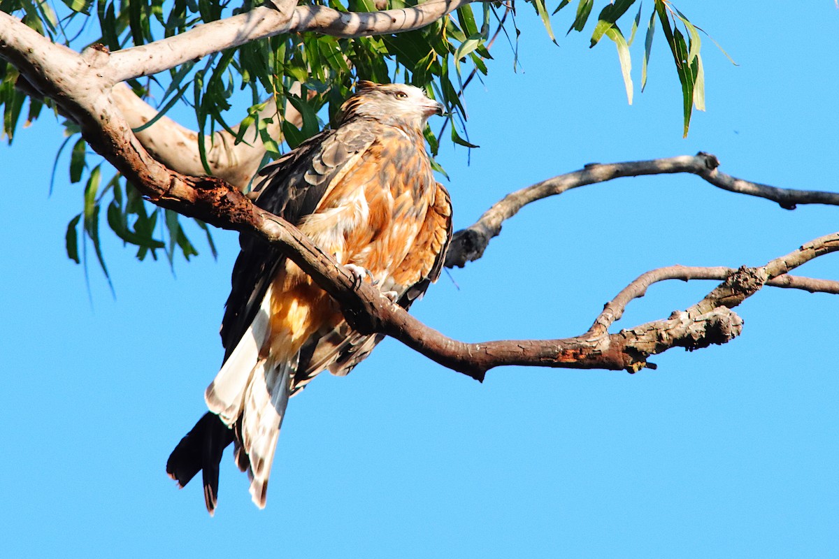 Square-tailed Kite - ML640905886