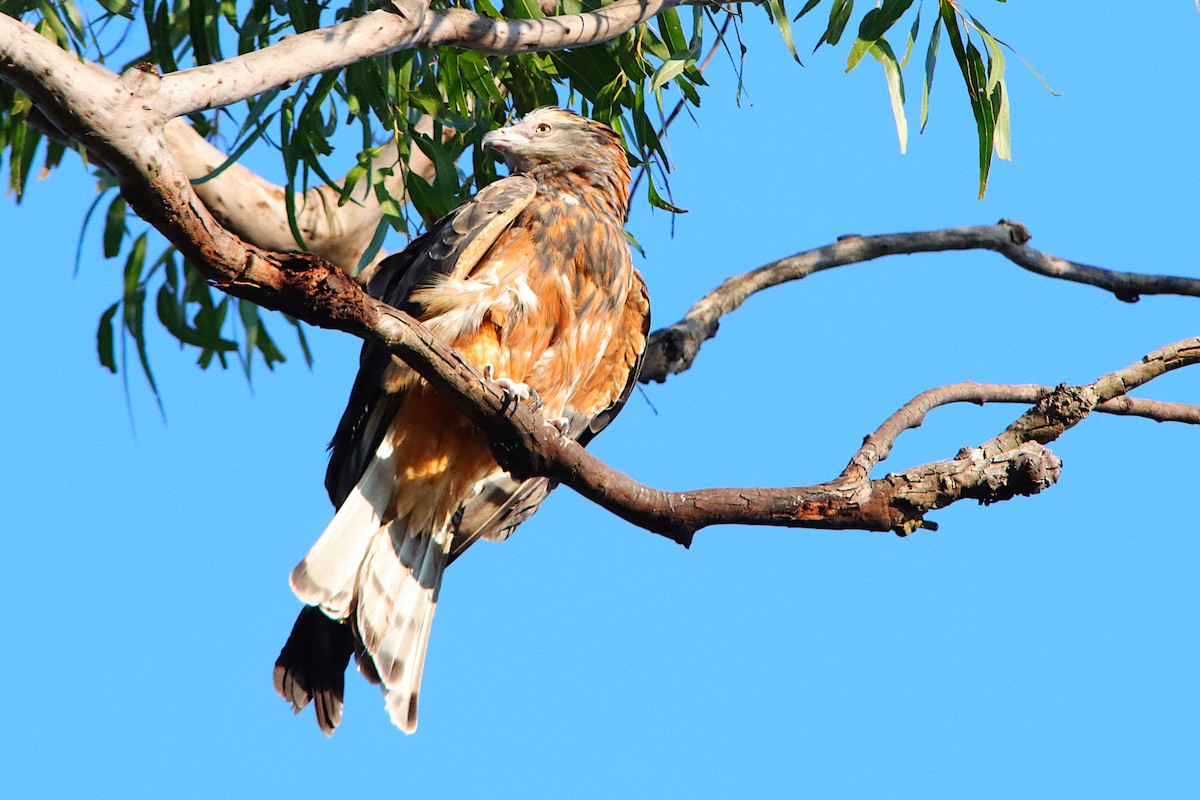 Square-tailed Kite - ML640905887