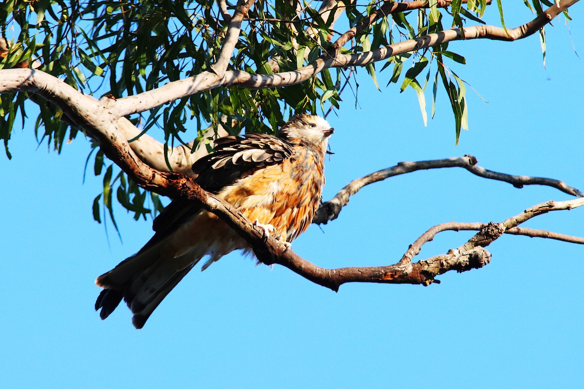 Square-tailed Kite - ML640905888