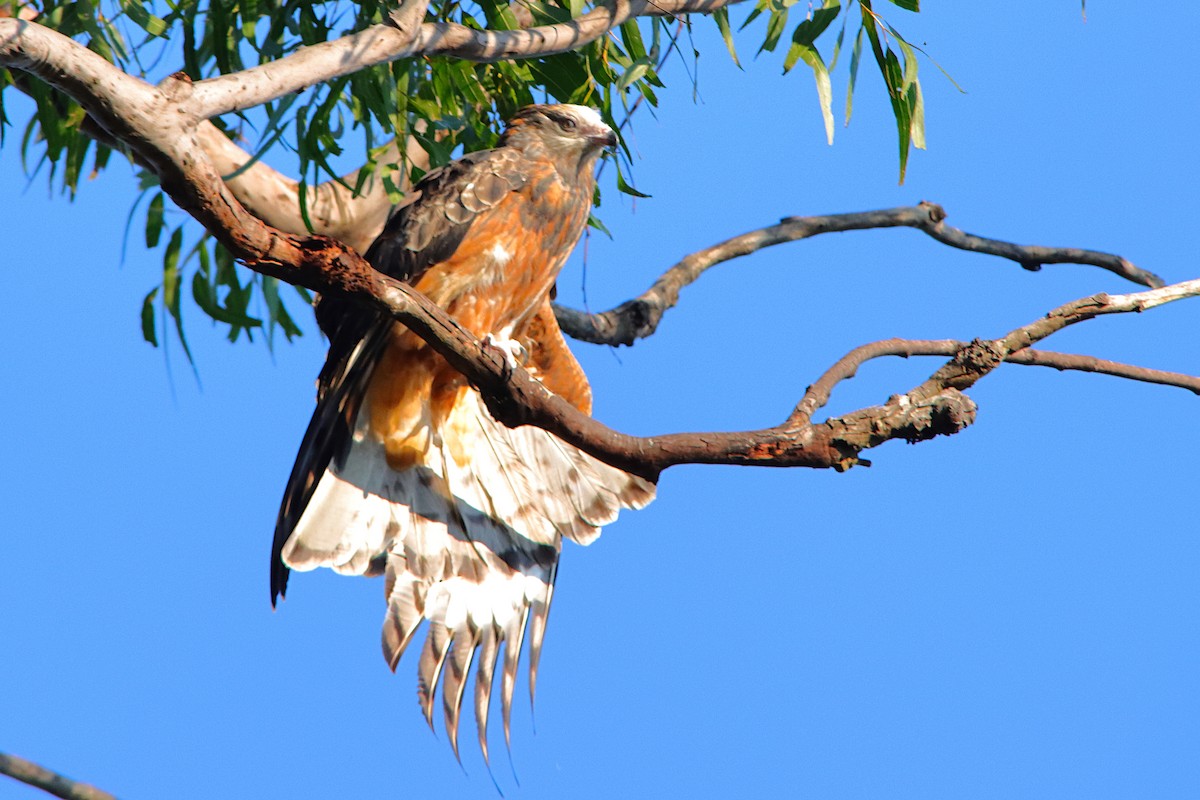 Square-tailed Kite - ML640905889
