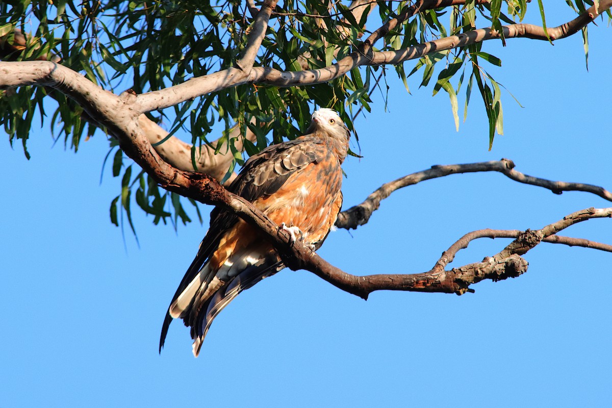 Square-tailed Kite - ML640905890