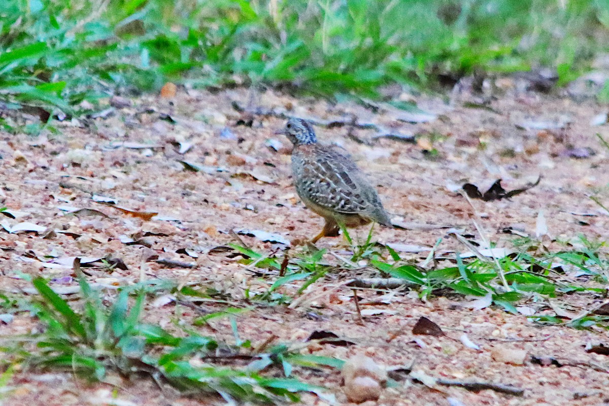 Painted Buttonquail - ML640906021