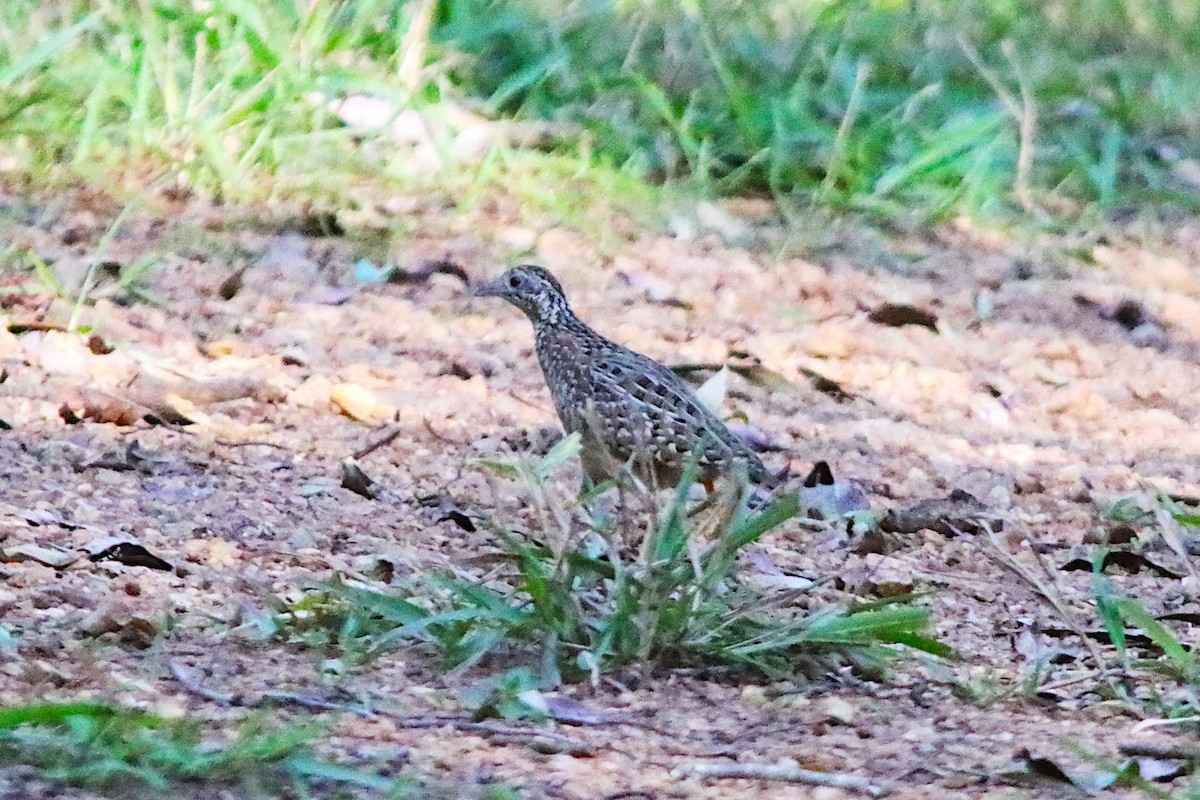 Painted Buttonquail - ML640906022