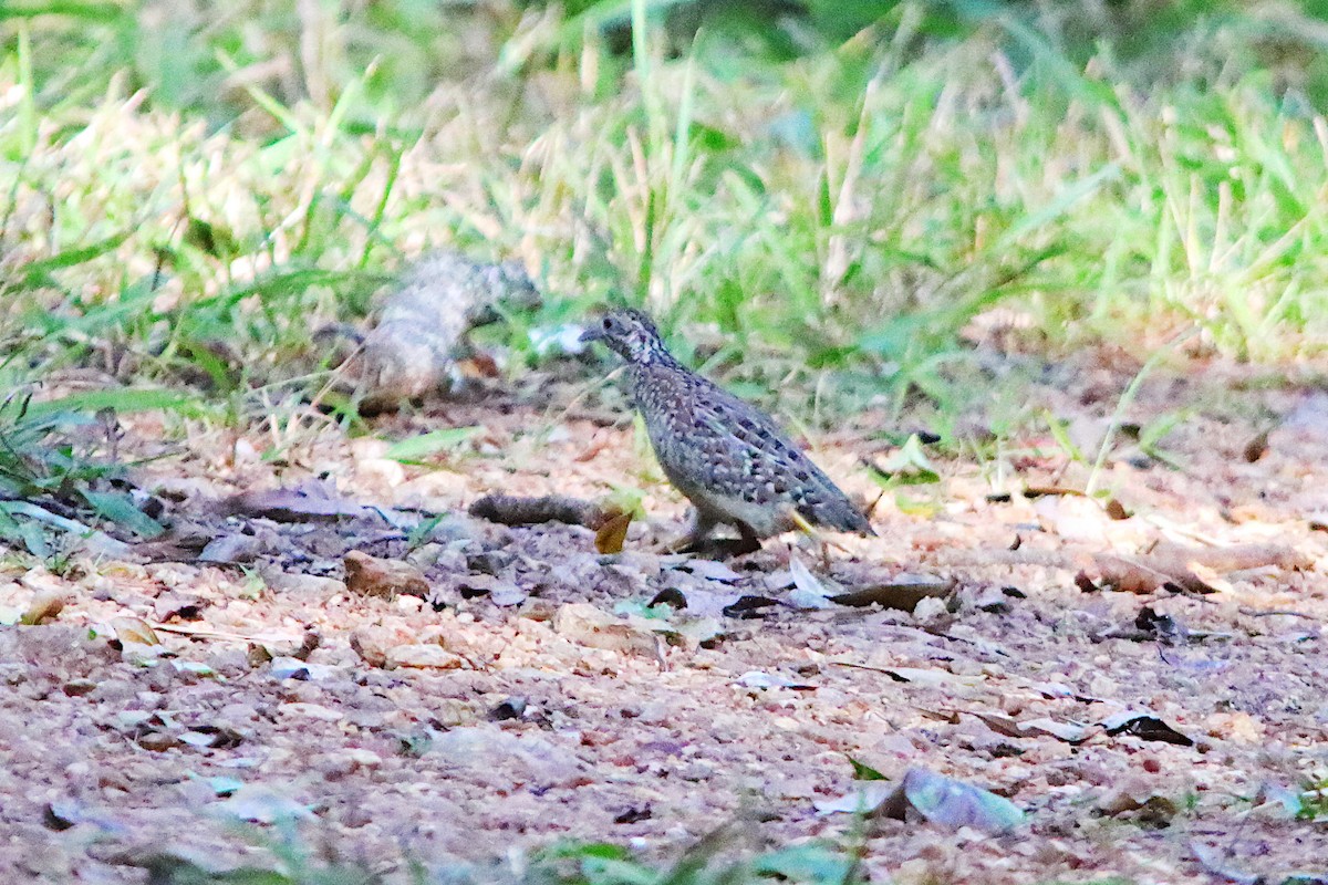 Painted Buttonquail - ML640906023