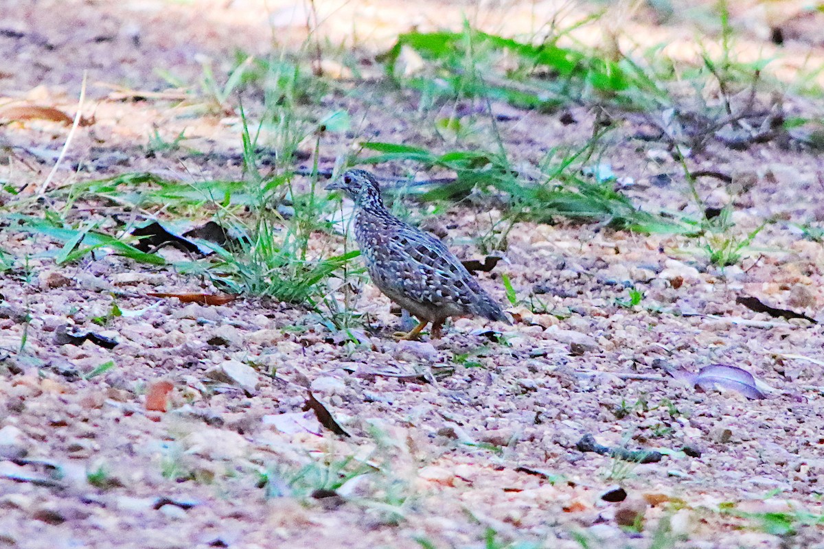 Painted Buttonquail - ML640906025