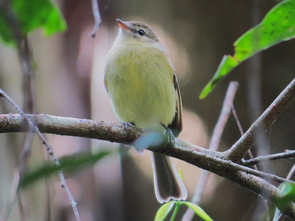 Rough-legged Tyrannulet - ML640906028