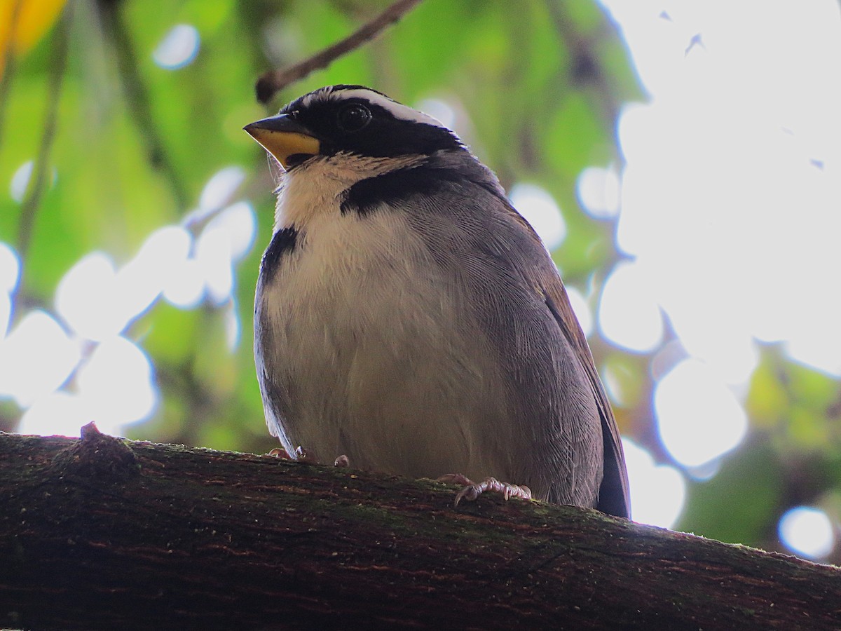 Half-collared Sparrow - ML640906036