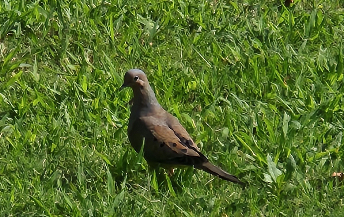 Zenaida arrunta - ML640906042