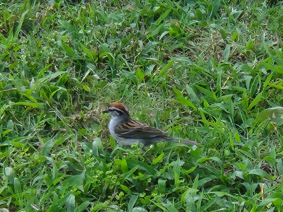 Chipping Sparrow - ML640906049