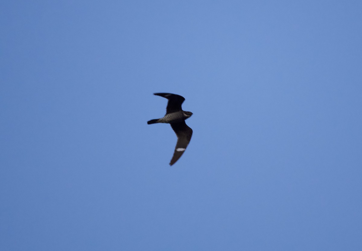 Common Nighthawk - ML640906070