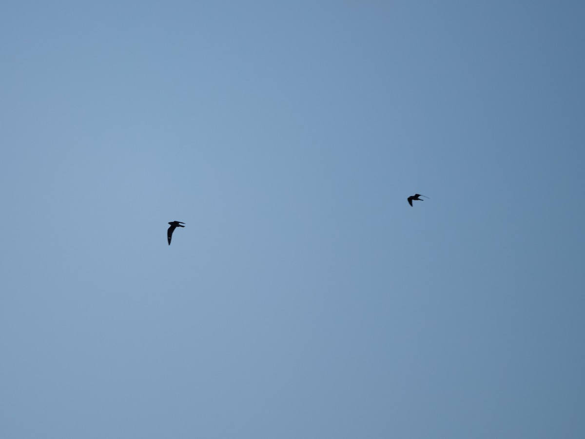 Common Nighthawk - ML640906071