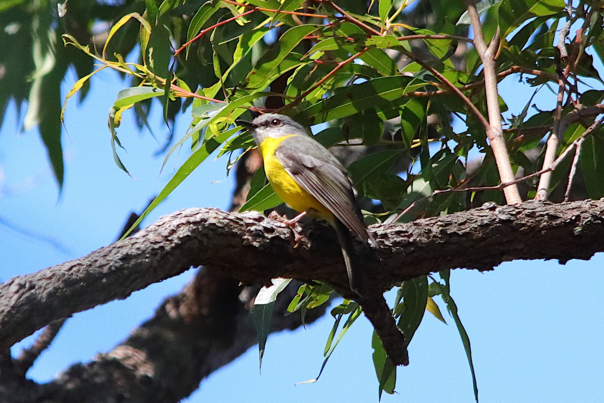 Eastern Yellow Robin - ML640906076