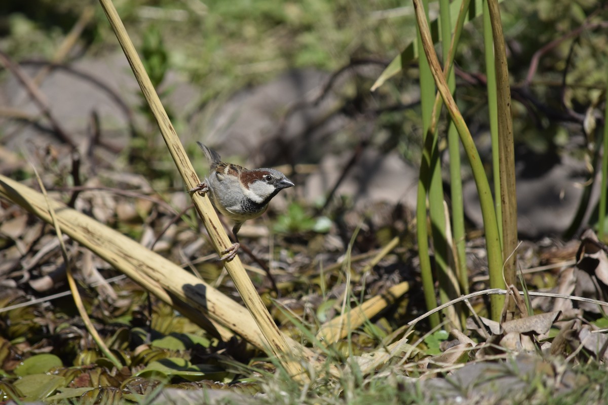 Passera oltremontana - ML640906118