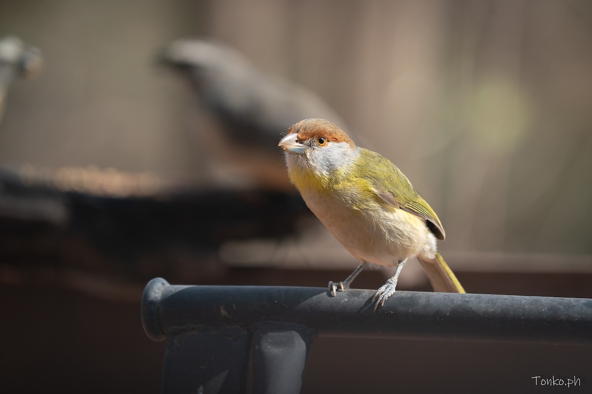 Rufous-browed Peppershrike - ML640906144