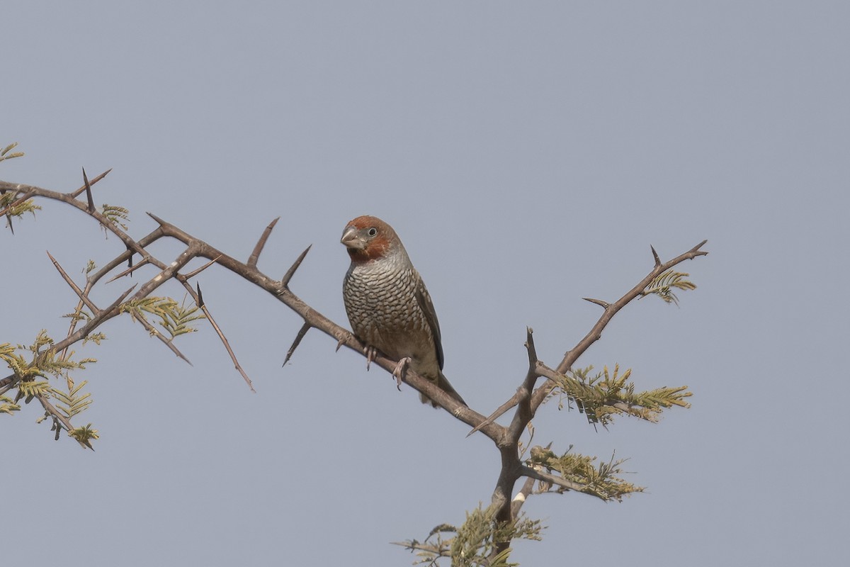 Red-headed Finch - ML640906178