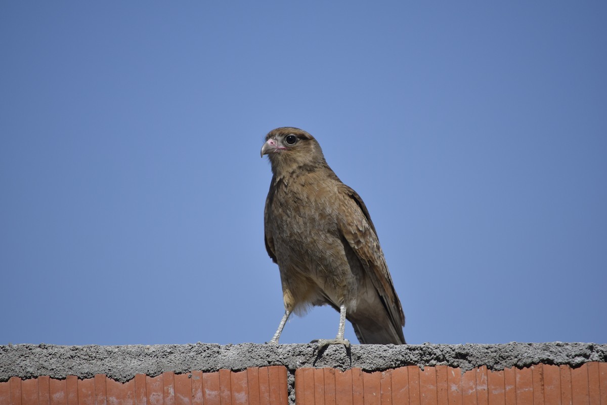 Chimango Caracara - ML640906182