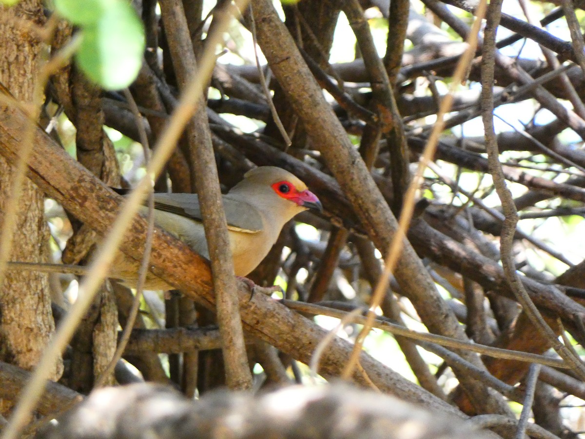 Red-faced Mousebird - ML640906191