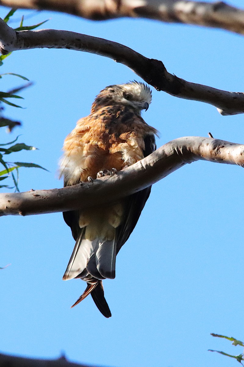 Square-tailed Kite - ML640906291