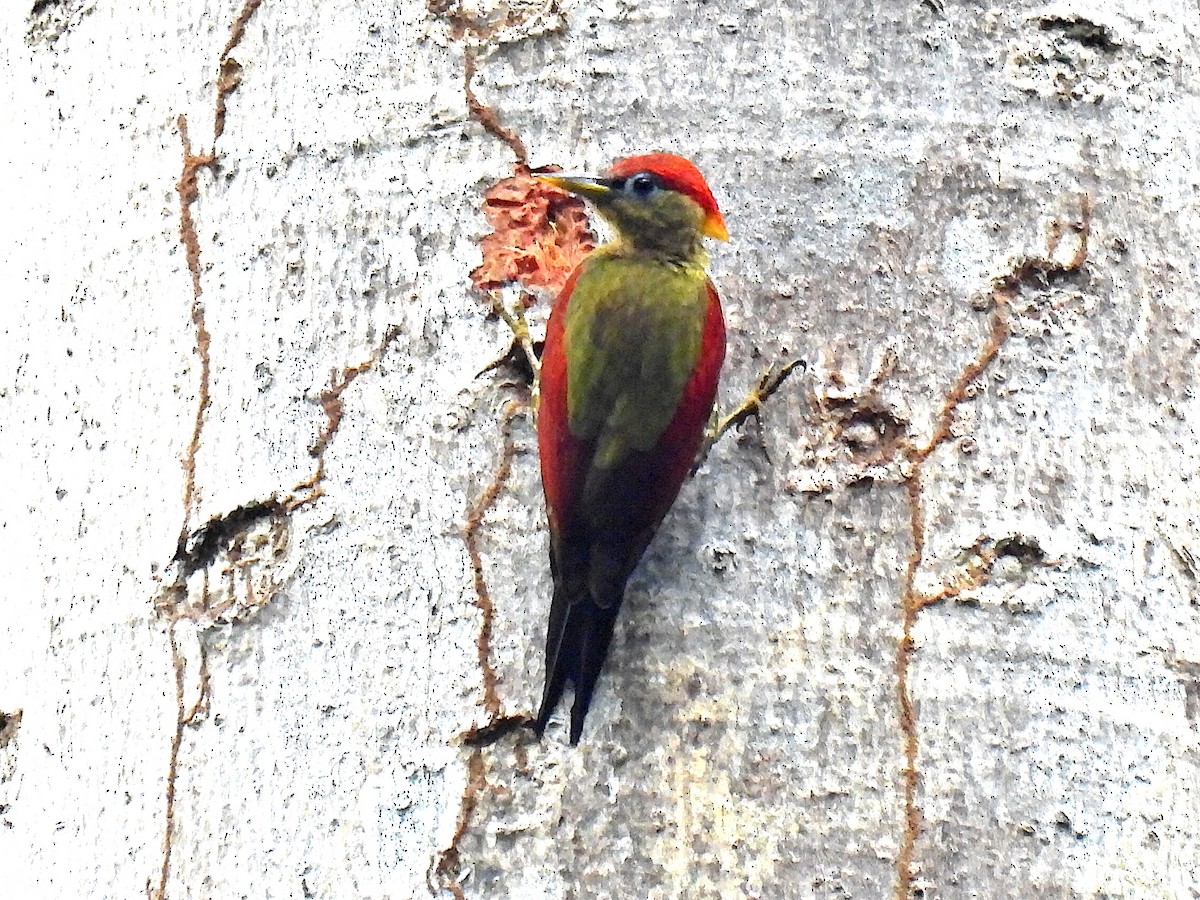 Crimson-winged Woodpecker - ML640906332