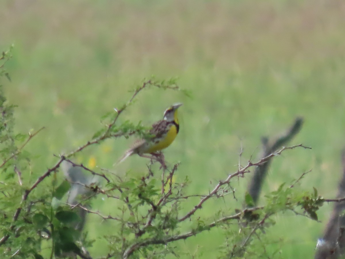 Chihuahuan Meadowlark - ML640906334