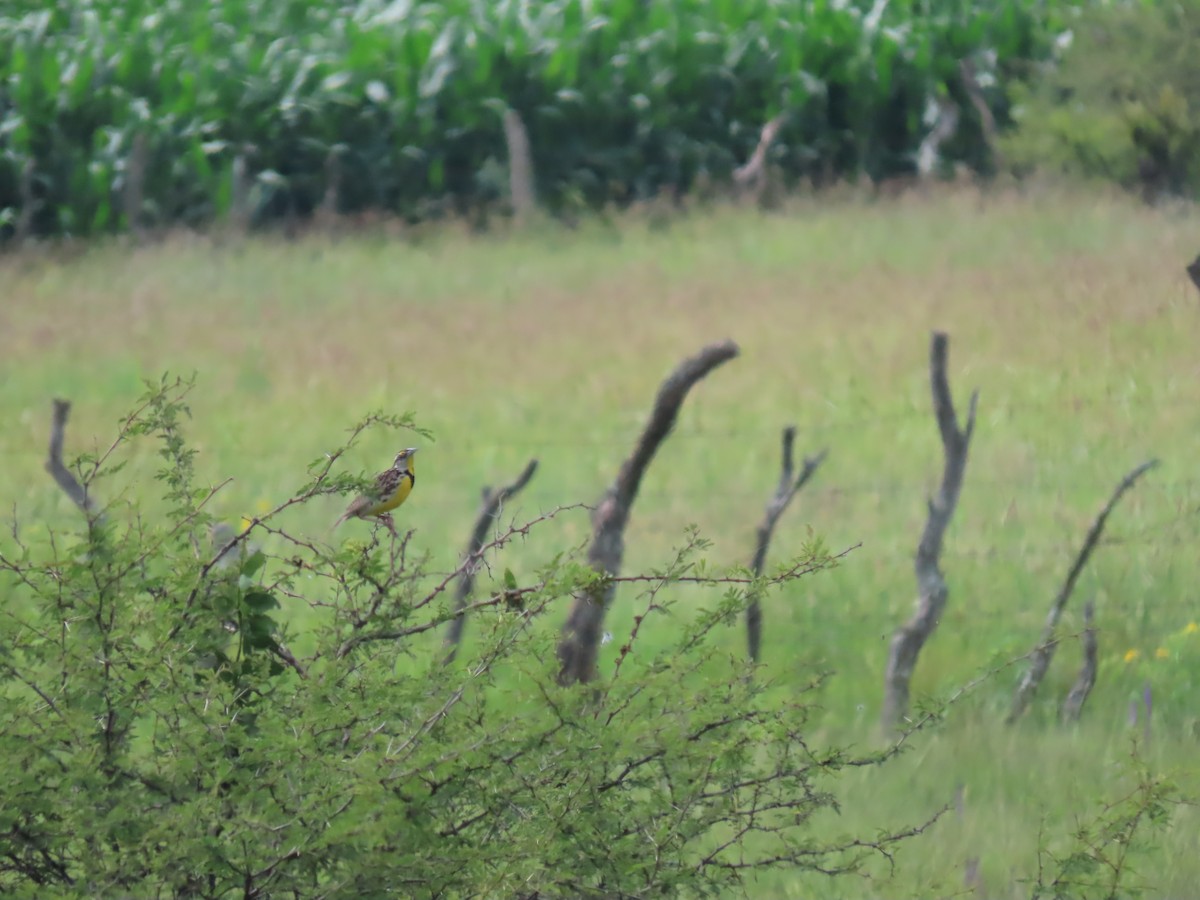 Chihuahuan Meadowlark - ML640906344
