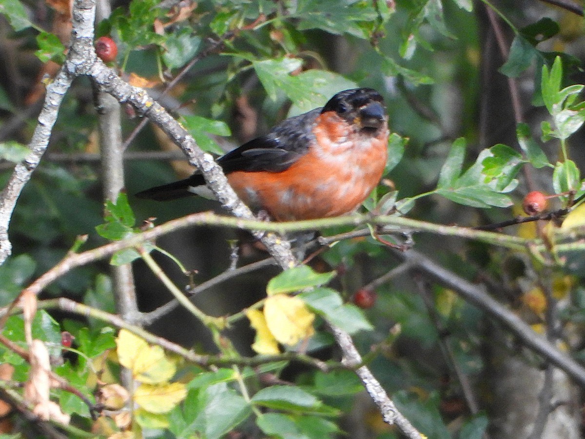 Eurasian Bullfinch - ML640906380
