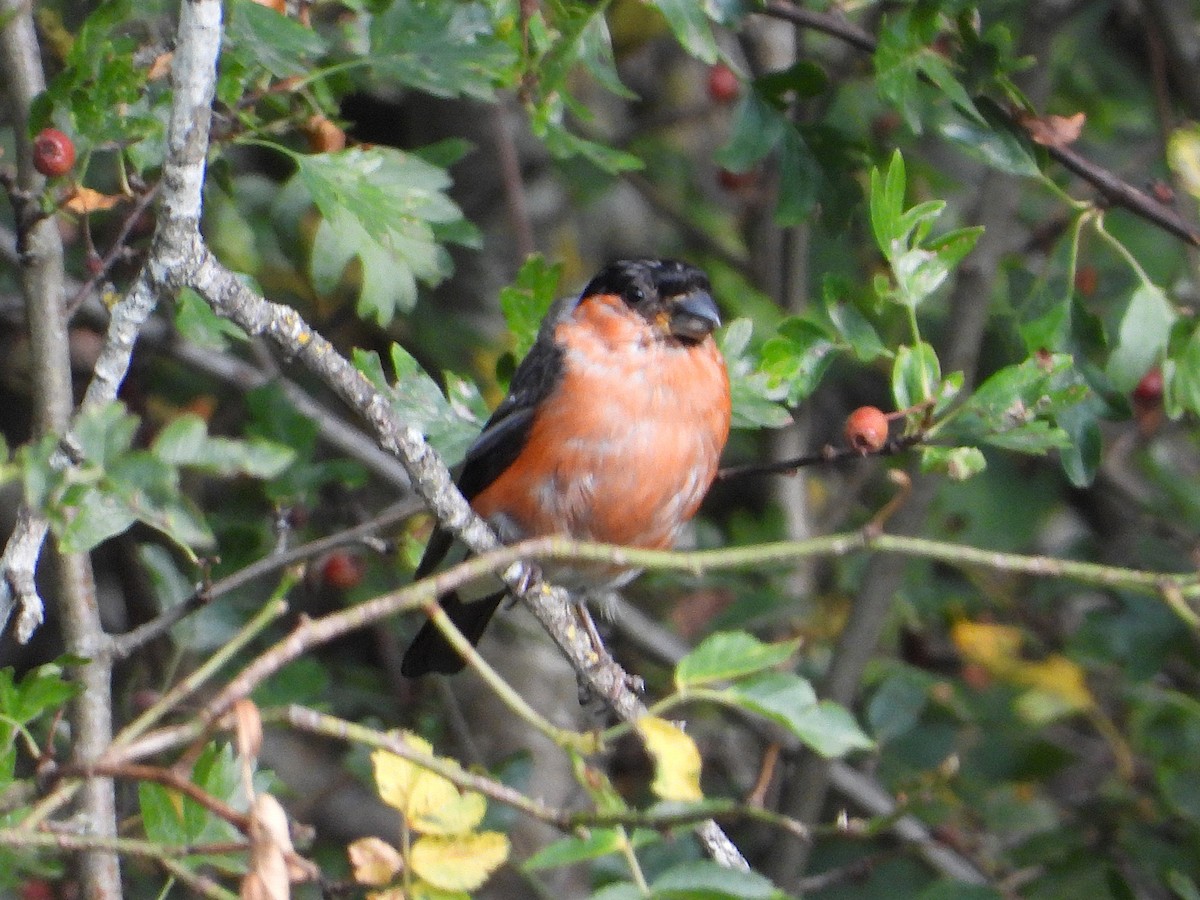 Eurasian Bullfinch - ML640906383