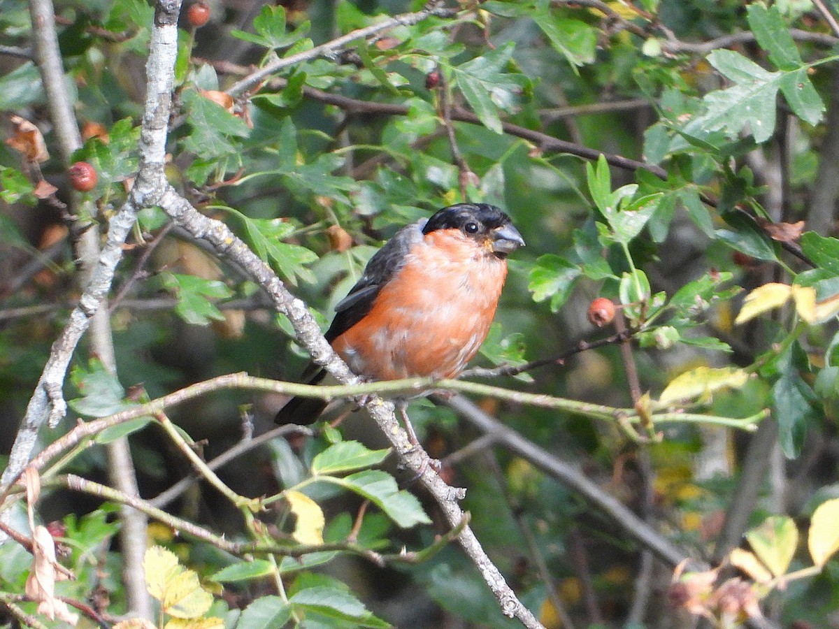 Eurasian Bullfinch - ML640906384