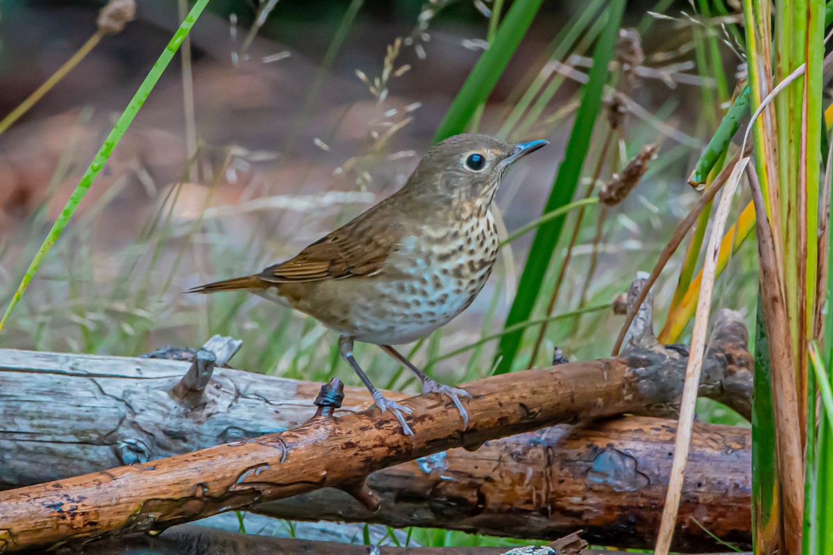 Swainson's Thrush - ML640906397