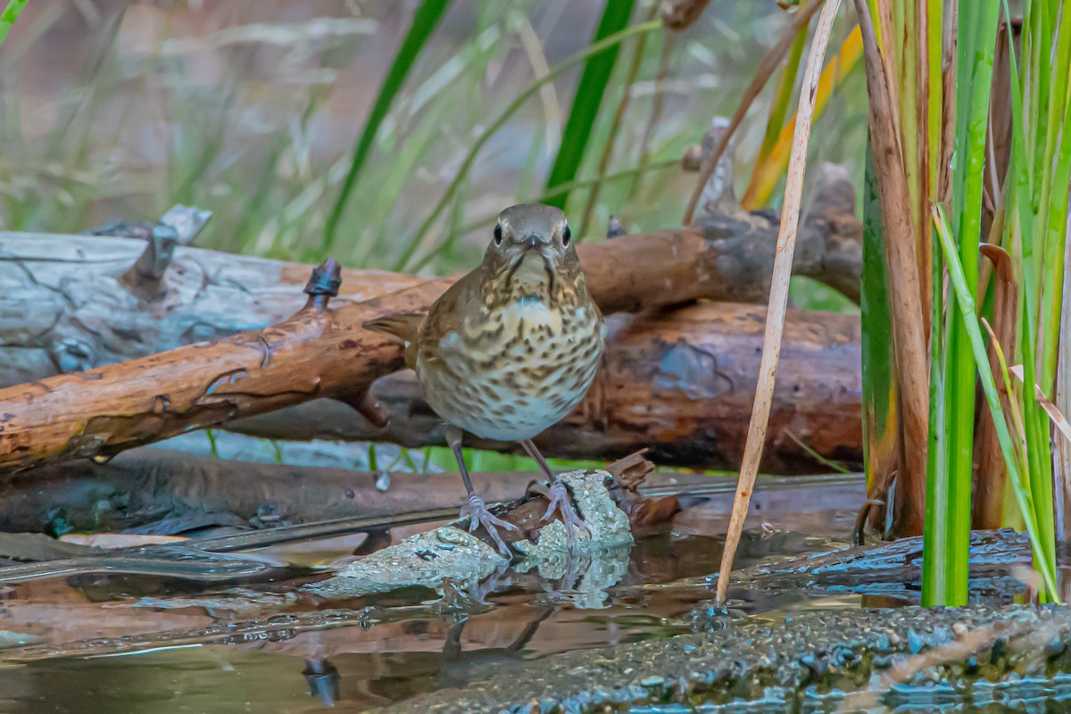 Swainson's Thrush - ML640906398