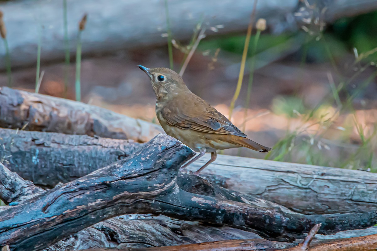 Swainson's Thrush - ML640906401