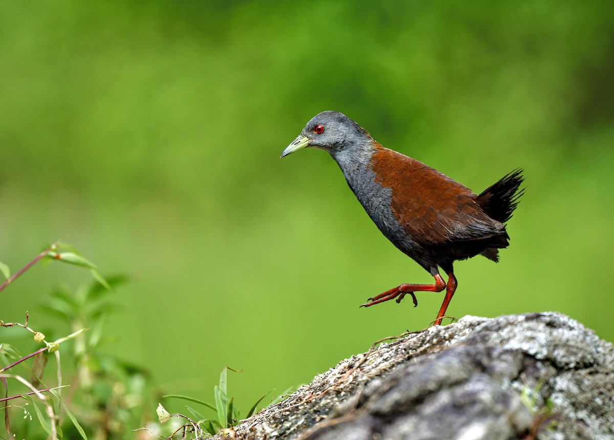 Black-tailed Crake - ML640906404