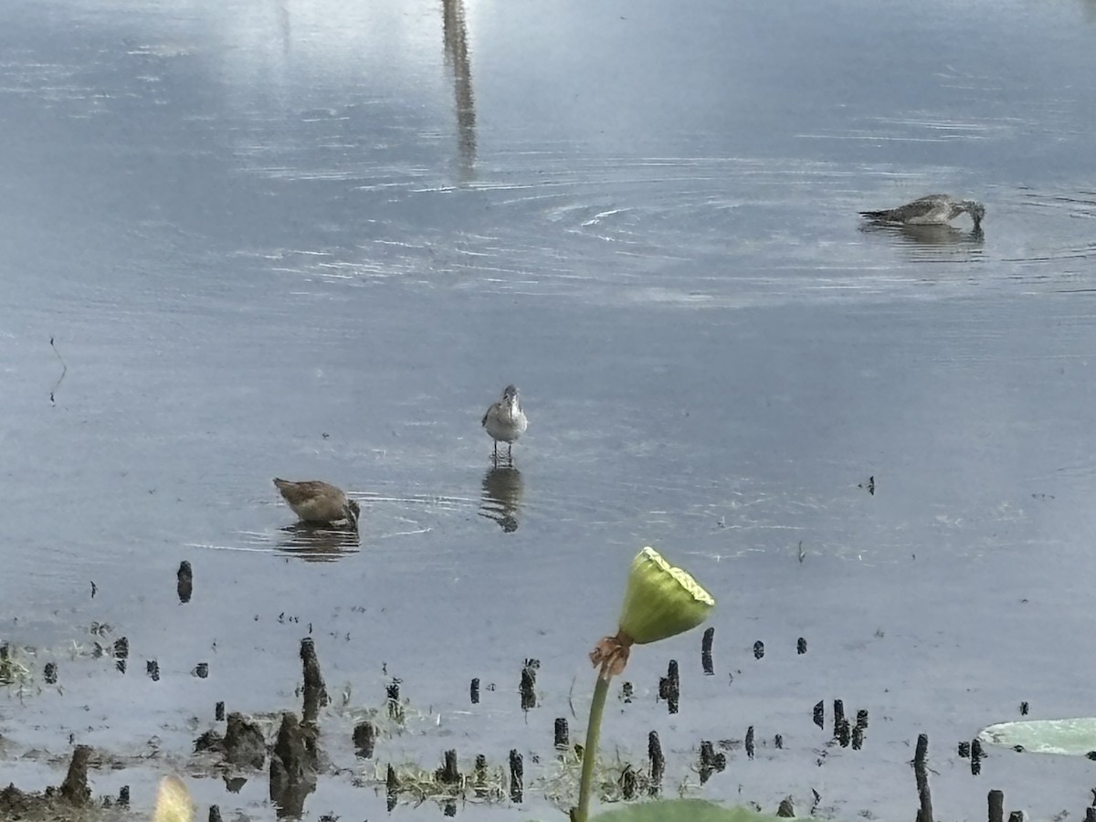 短嘴半蹼鷸 - ML640906512