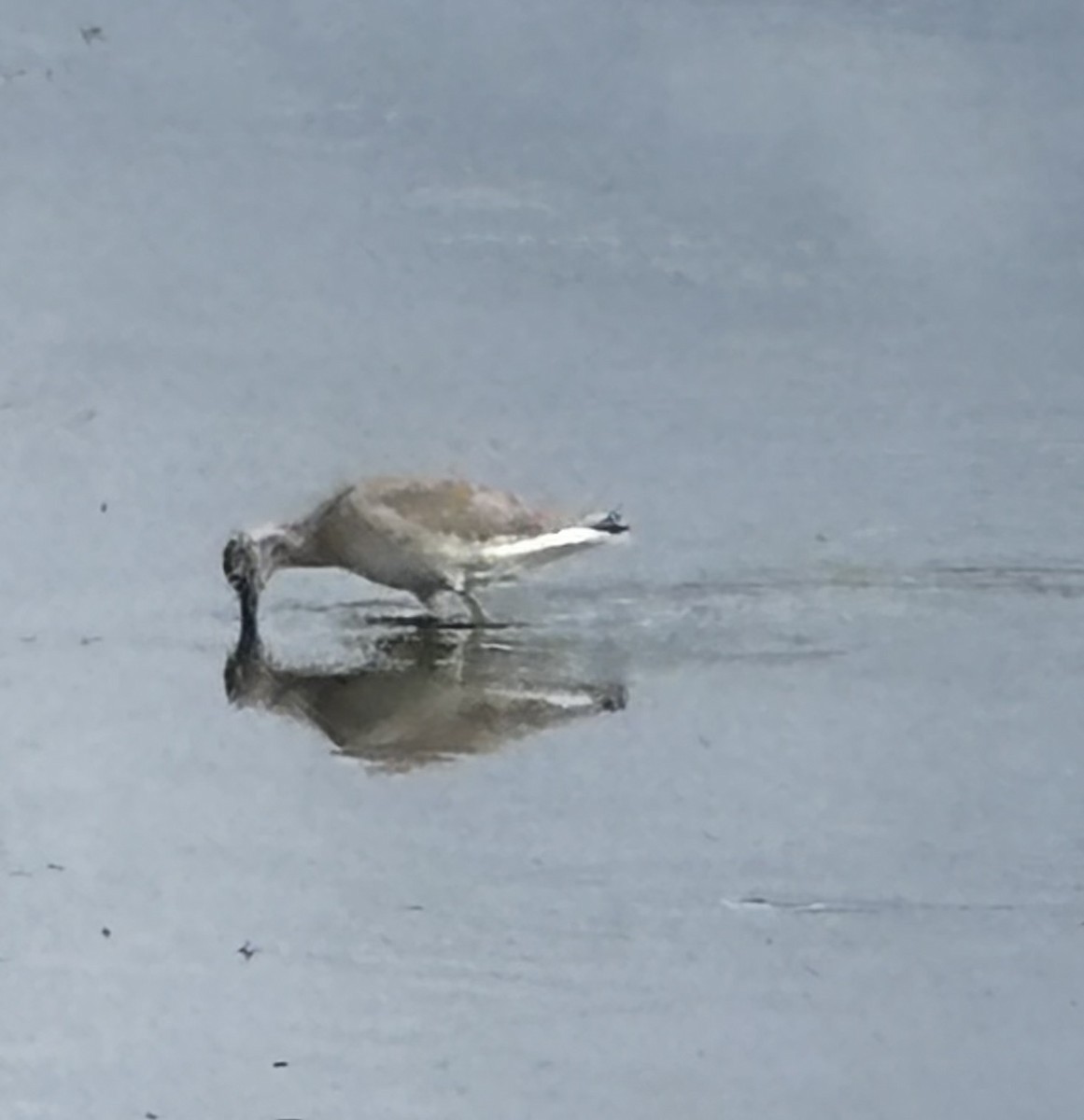 Willet - ML640906516