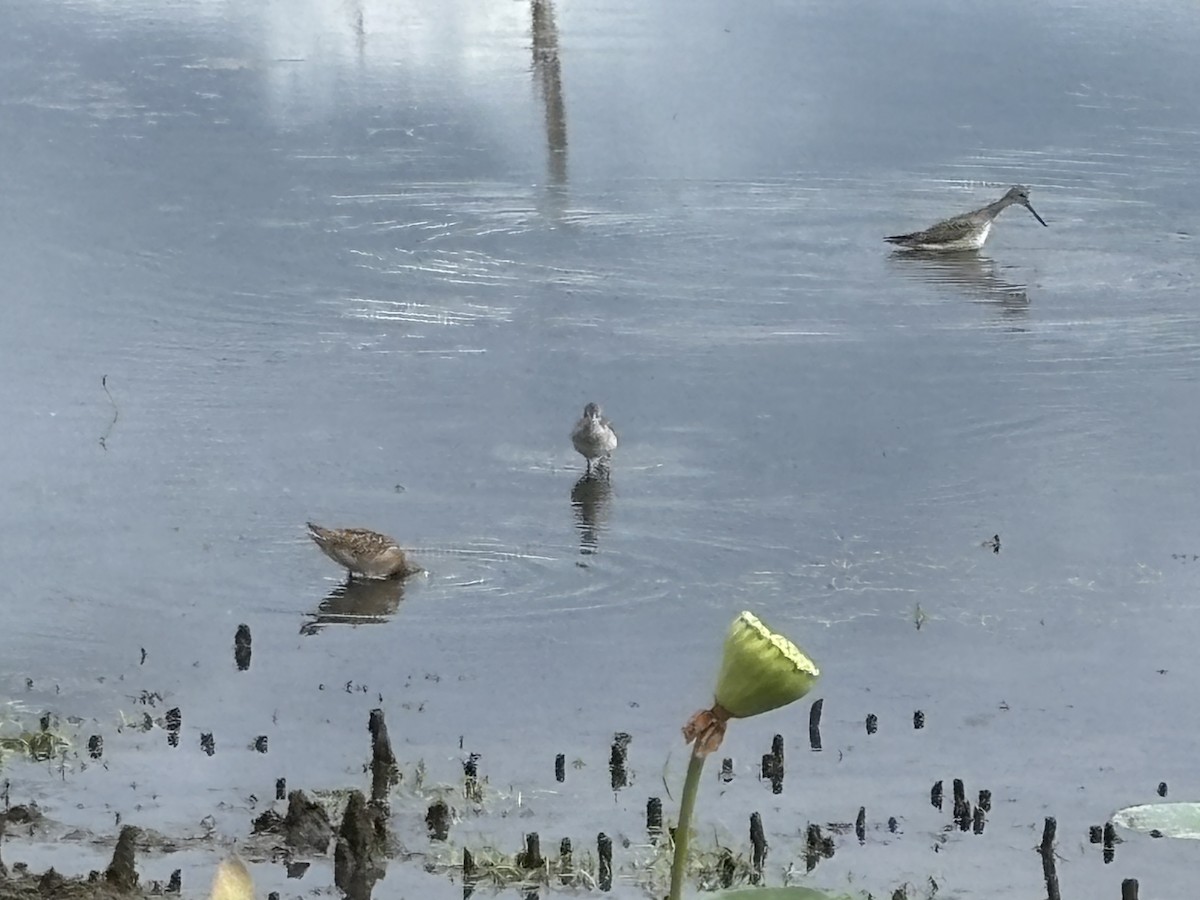 Greater Yellowlegs - ML640906520