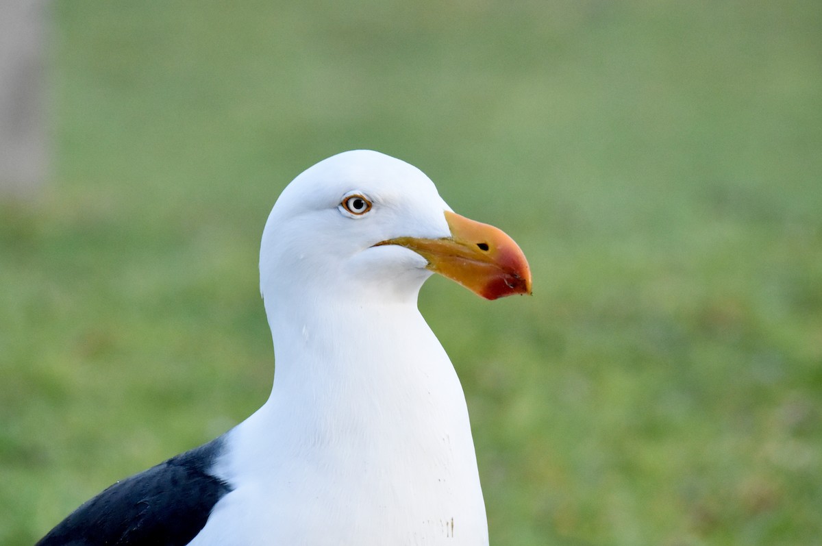 Pacific Gull - ML640906558